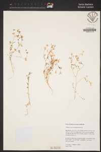 Polemonium micranthum image