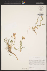 Polemonium pulcherrimum image