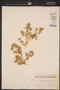 Navarretia hamata image