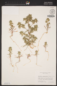 Navarretia atractyloides image