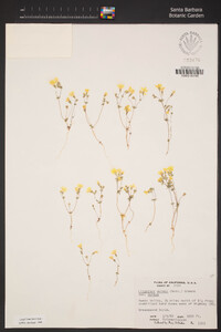 Leptosiphon chrysanthus image