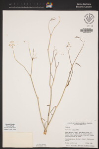 Foeniculum vulgare image