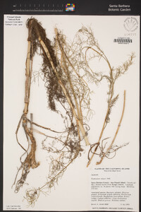 Foeniculum vulgare image