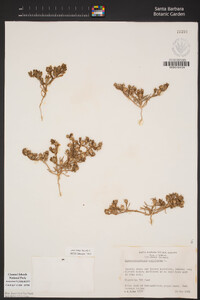 Mesembryanthemum nodiflorum image