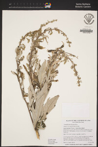 Artemisia douglasiana image