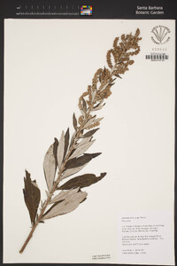 Artemisia douglasiana image