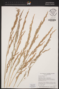 Festuca arundinacea image