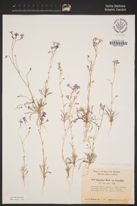 Gilia tenuiflora image