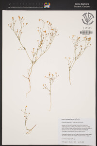 Gilia ochroleuca subsp. ochroleuca image