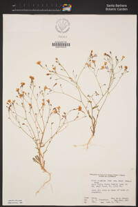 Gilia latiflora image