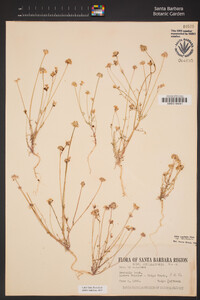 Gilia capitata subsp. abrotanifolia image