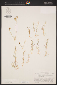 Gilia angelensis image