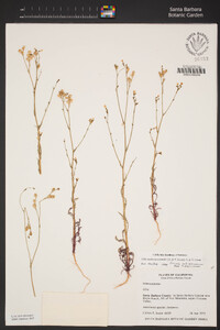 Gilia austrooccidentalis image