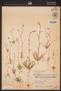 Gilia austrooccidentalis image