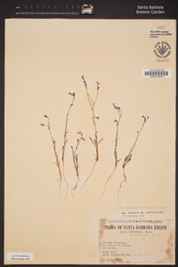 Gilia austrooccidentalis image