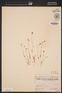 Gilia angelensis image