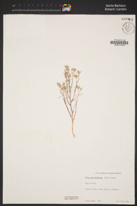 Eriastrum diffusum image