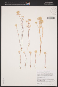 Eriastrum luteum image