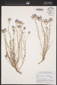 Eriastrum densifolium image