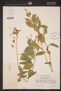 Collomia rawsoniana image