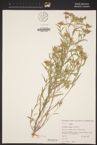 Collomia linearis image