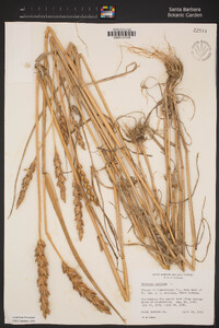 Triticum aestivum image