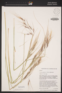 Stipa pulchra image