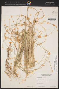 Stipa pulchra image