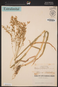 Panicum miliaceum image