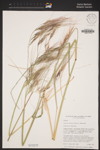 Stipa pulchra image