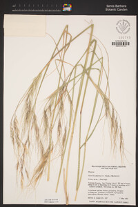 Stipa pulchra image