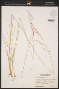 Stipa pulchra image