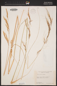 Stipa pulchra image