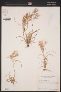 Bromus tectorum image