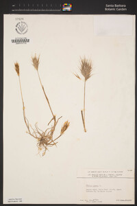 Bromus rubens image