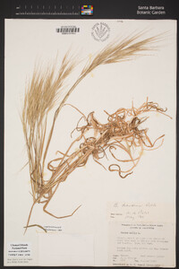 Bromus diandrus image