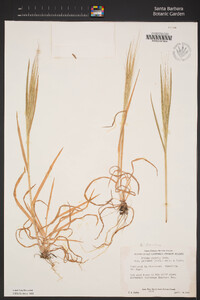 Bromus diandrus image