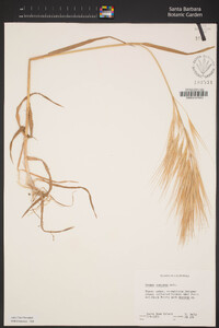 Bromus diandrus image