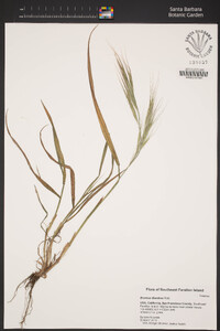 Bromus diandrus image