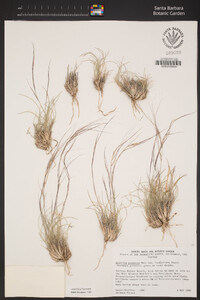 Aristida purpurea var. fendleriana image