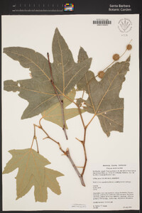 Platanus racemosa image