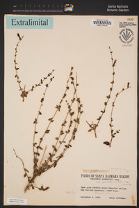 Keckiella rothrockii image