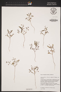 Collinsia torreyi image