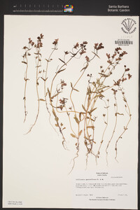 Collinsia sparsiflora var. sparsiflora image