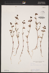 Collinsia bartsiifolia var. davidsonii image