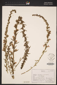 Antirrhinum thompsonii image