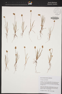 Plantago ovata image