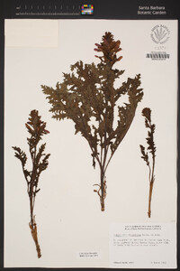 Pedicularis densiflora image