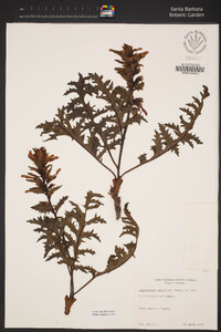 Pedicularis densiflora image