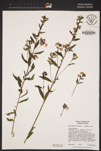 Pedicularis racemosa image